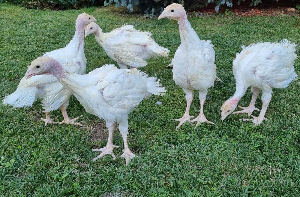 Curcani Big6 de 6 saptamani