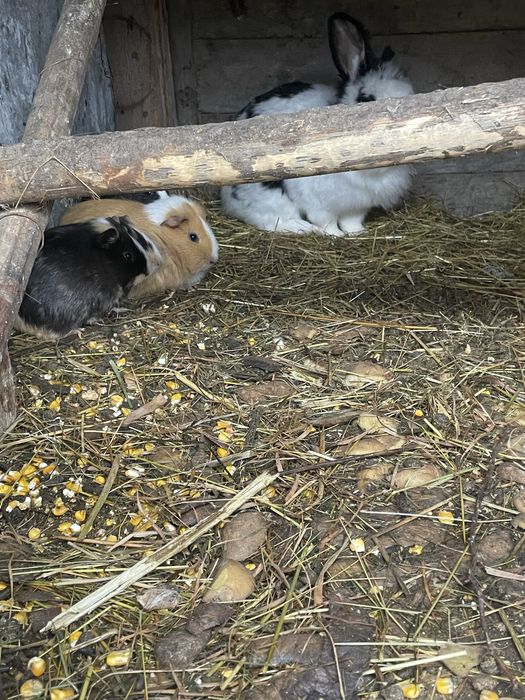 Vand iapuroaica si porcusori de guineea sau schimb