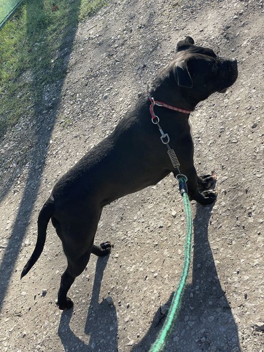 American bully американско були