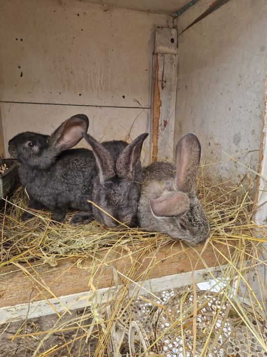 Iepurași uriaș german