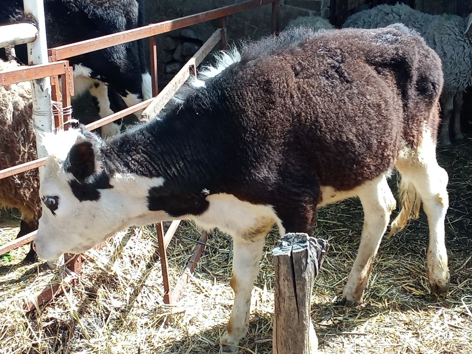 Телята . Срочно.