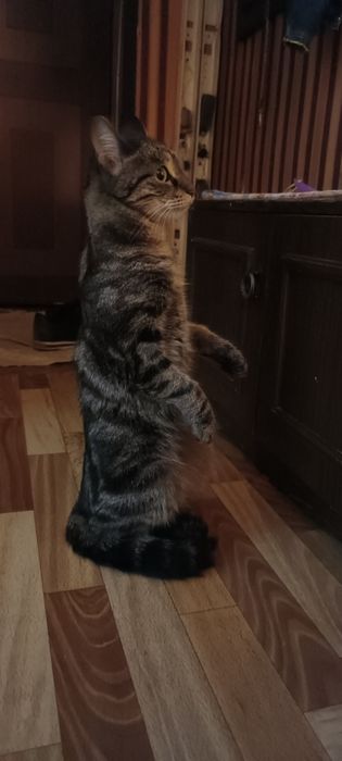 Отдам в добрые руки 2-х кошек.В связи со срочным переездом