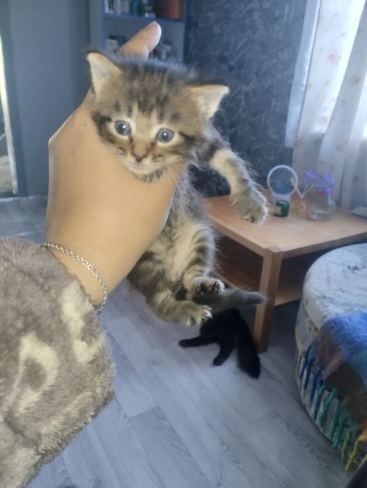 Продам майкунов котят