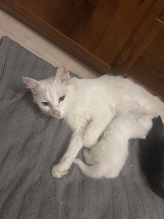 Потерялась кошка