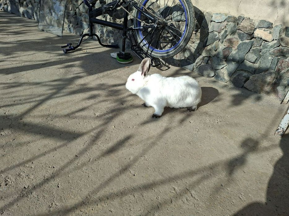 СОТИЛАДИ quyonlar ОПТОМ куйонла