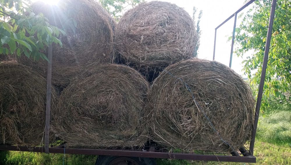 Baloți de lucernă și iarbă de vânzare