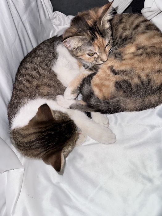 Котенок в добрые руки!