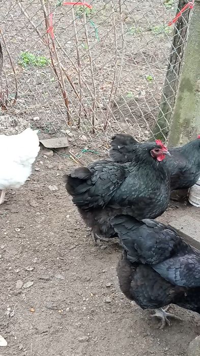 Vând Gaini Austrolorp