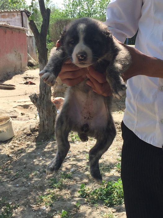 Alabay bolalari sotiladi