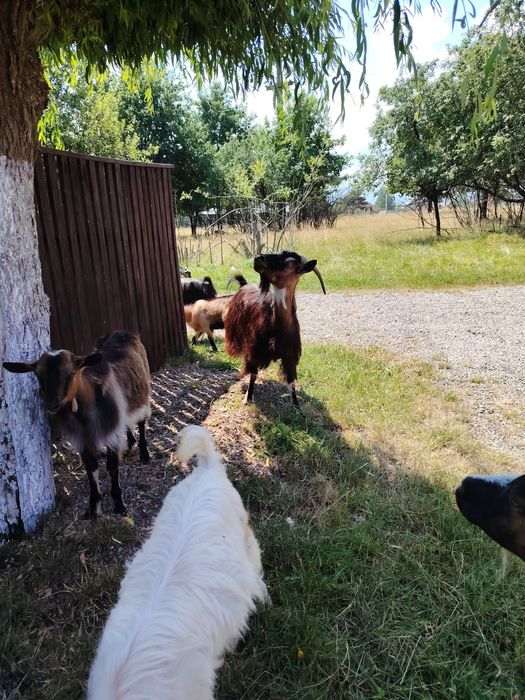 Vând,sau schimb căprițe din localitatea Ocna Sugatag, Maramureș.