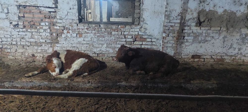 Zottor mollar sotiladi