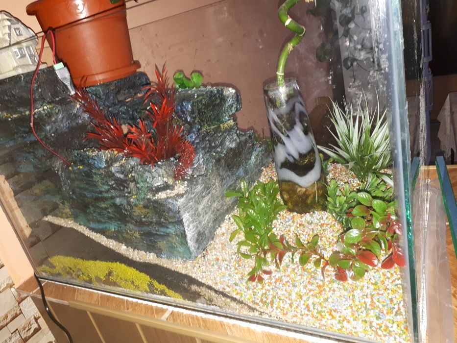 Acvariu cu pești