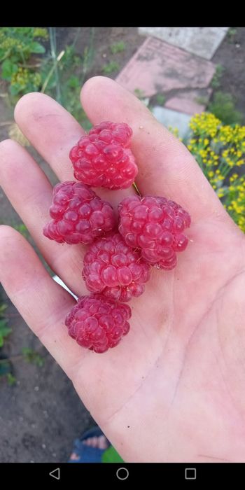 продам дачу. СО Мичуринец