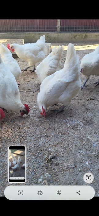 La bresse si Italiana argintie 6 lei