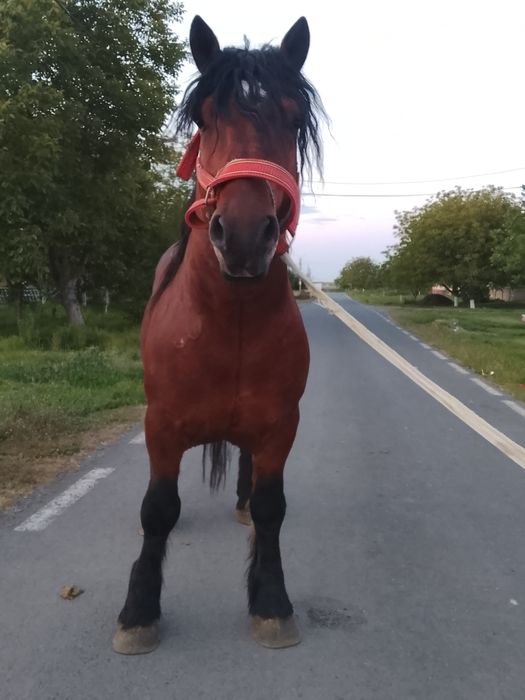 Vând sau schimb harmasar de 4 ani jumate