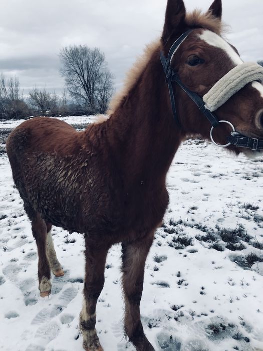 Еркек тай дончак
