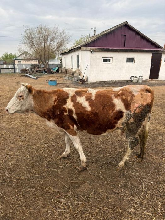 Корова.            .