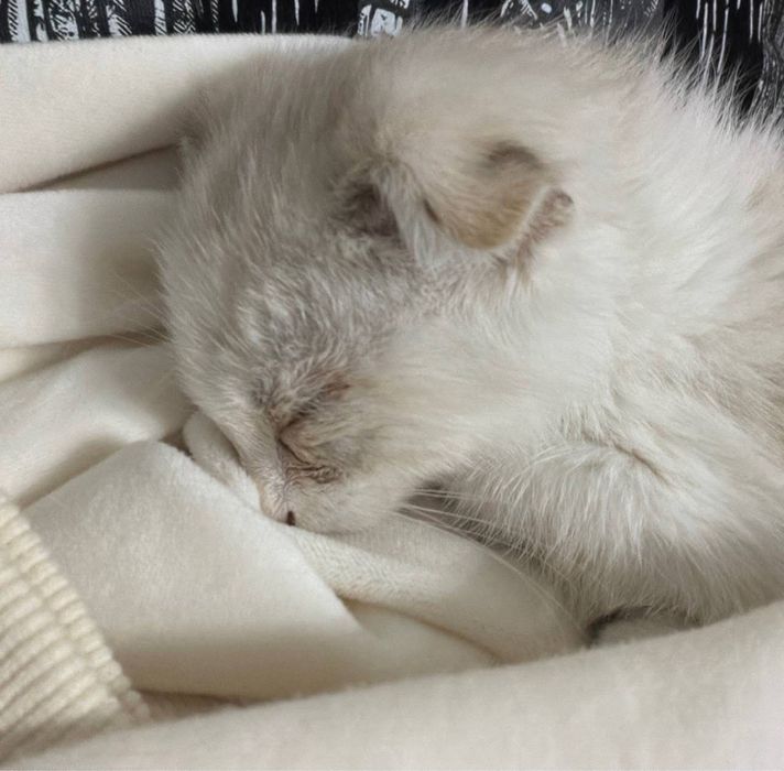 британская веслоухая кошка