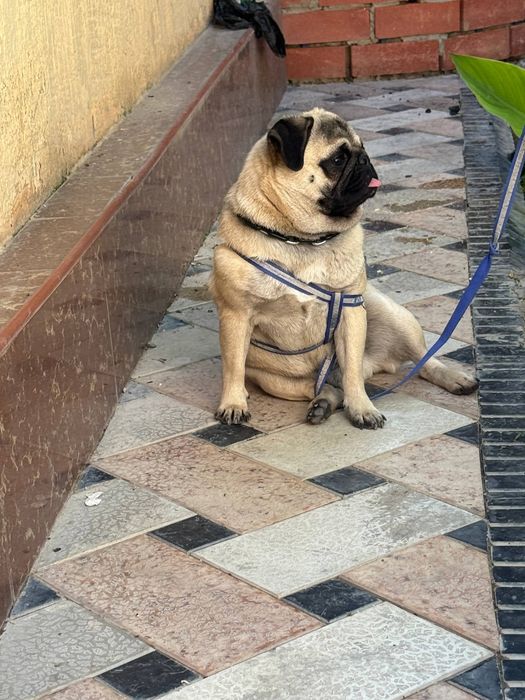 Mops sotiladi ogil bola