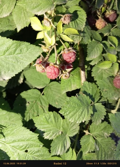 Домашняя свежая малина