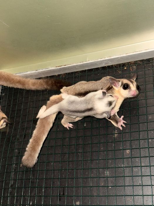Sugar glider/ veveverita zburatoare puiuti