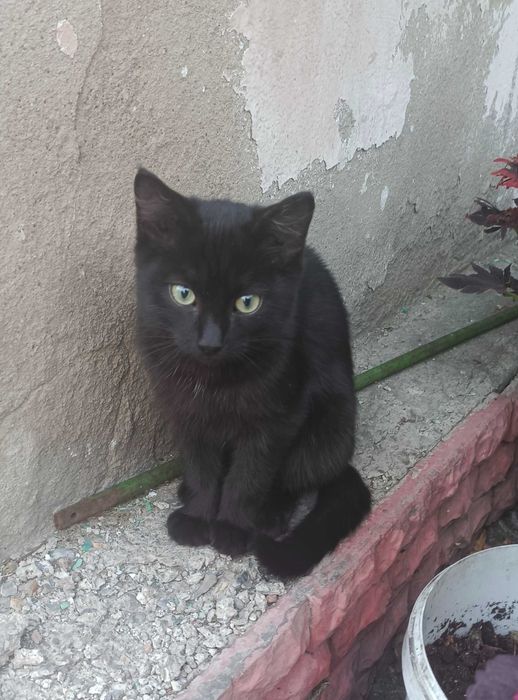Котята, 3 месяца, кошечки, бесплатно