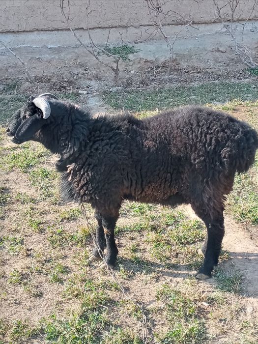 Sotiladi kuchqor zotli o'sishi juda tez