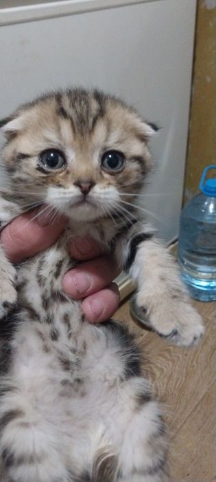 Продам котят британцев