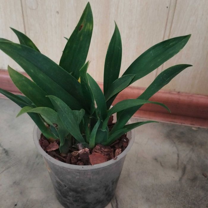 Орхидея онцидиум темный цвет