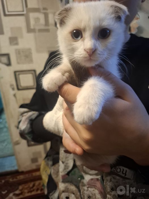 Продаются котята веслоухие