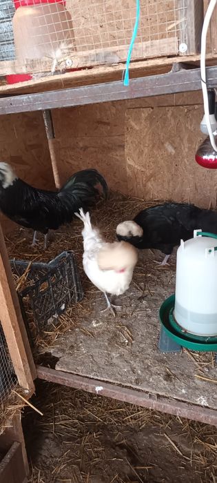 Moțată olandeză,Brahma