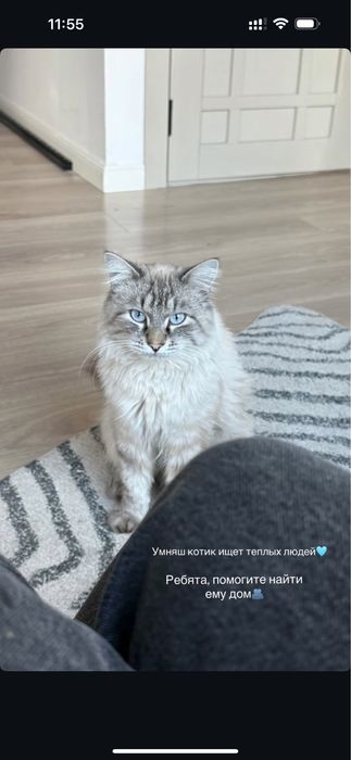 Кот отдадим в хоршие руки