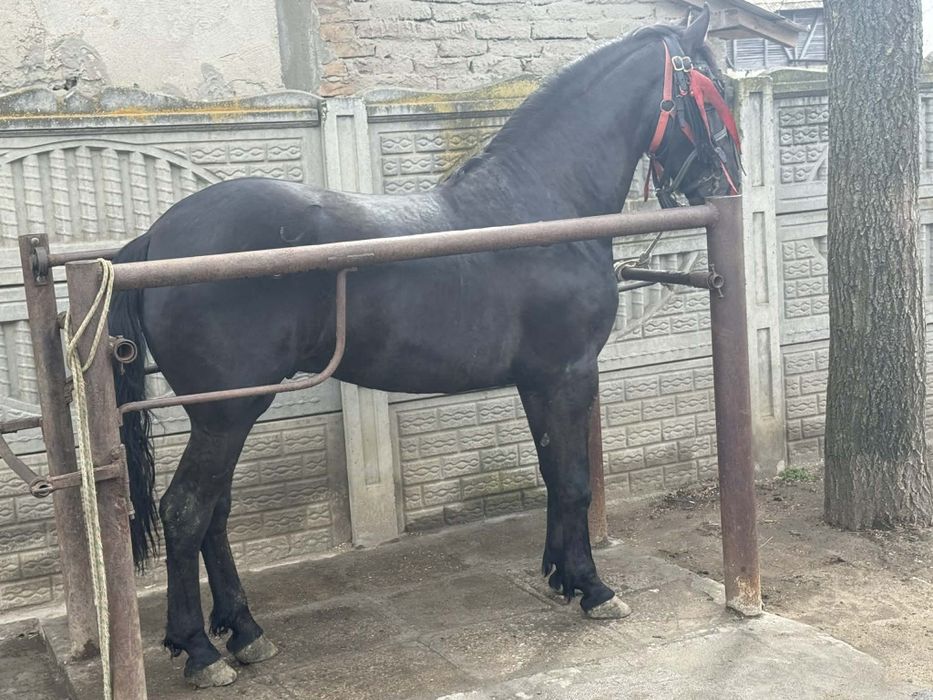 Vând cârlan metis de frizian