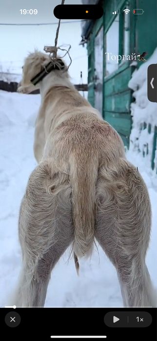 4 жасар каншыккк
