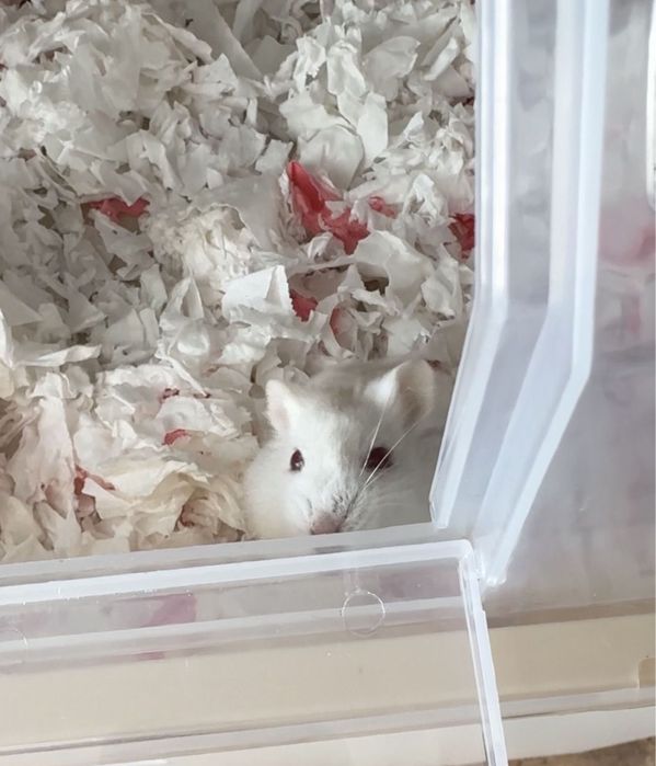 Джунгарский хомяк