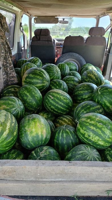 Продам арбузы оптом с поля