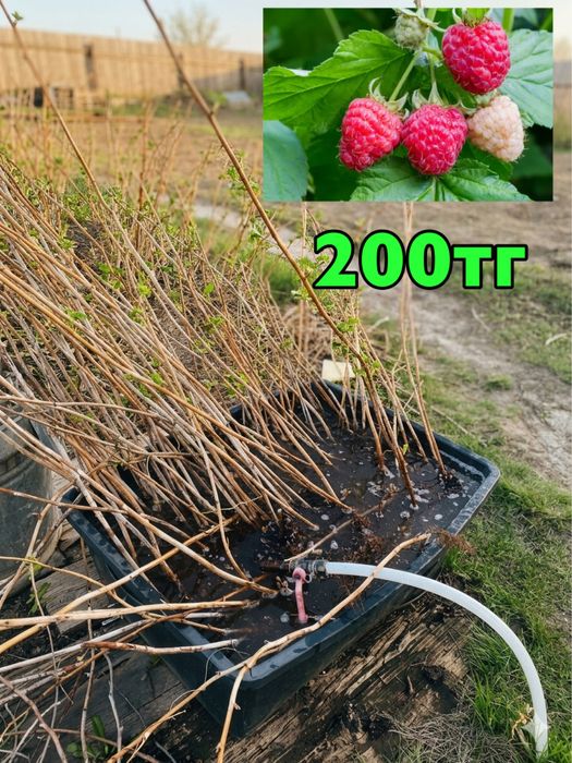 Саженцы малины, много