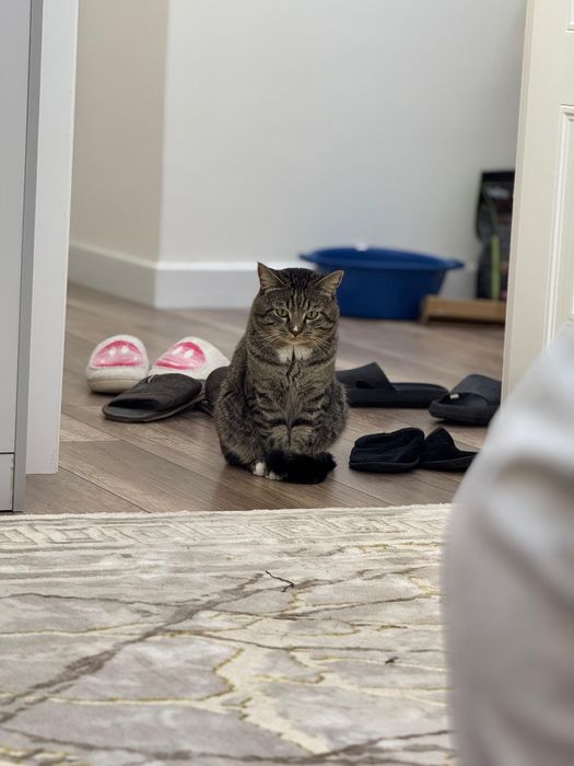 Отдам кота в добрые руки