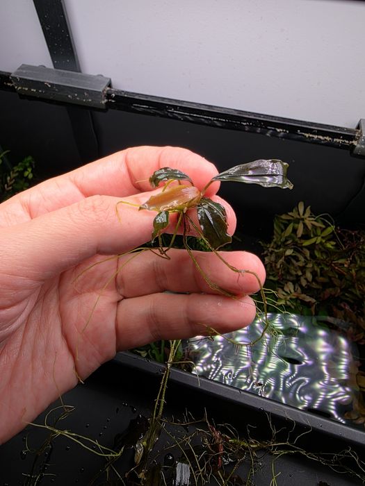 Pachet Bucephalandra