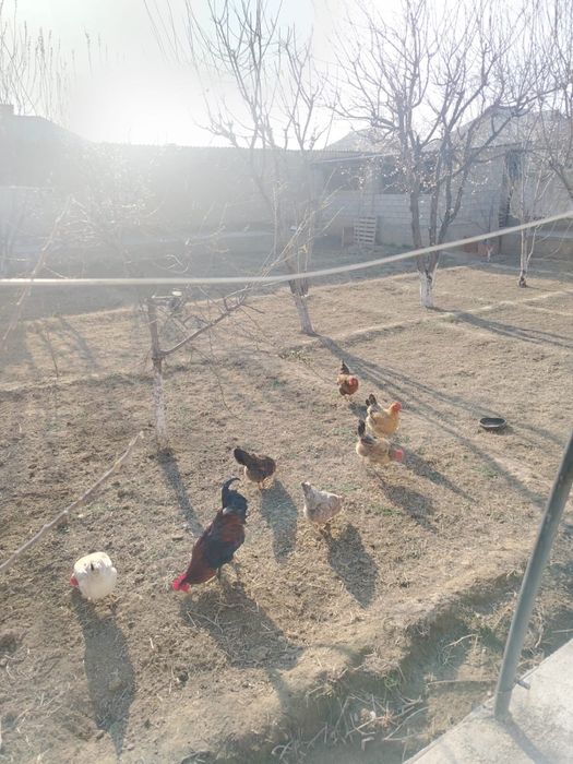 Тауық(тауык, куры)