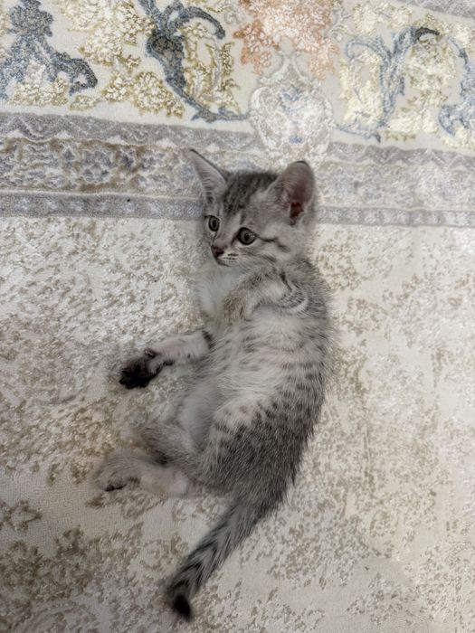 Котенок/ Хороший,послушный