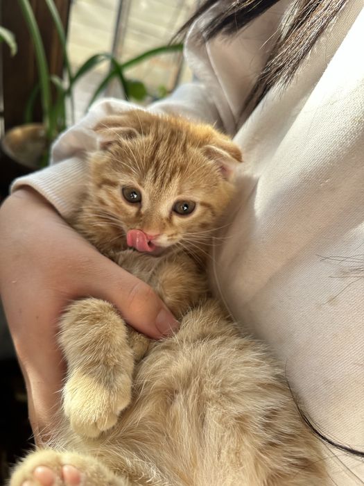 Кот 2 месяца. Любить играть