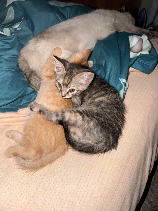 Ищем дом для котенка