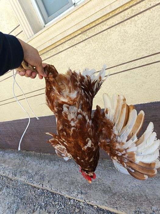 Петух, ламон браун