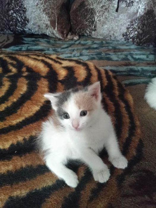 Бесплатно. Котят в добрые руки