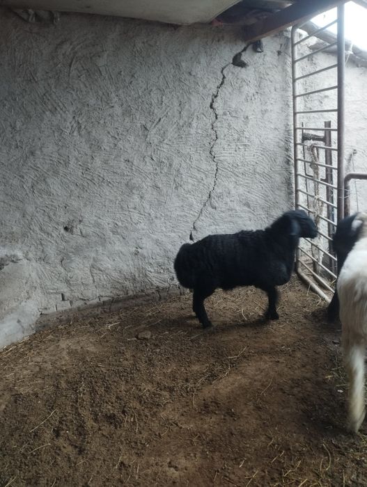 Зотдор кучкор барра