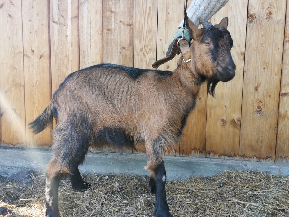 Vand capre metisate alpina franceza