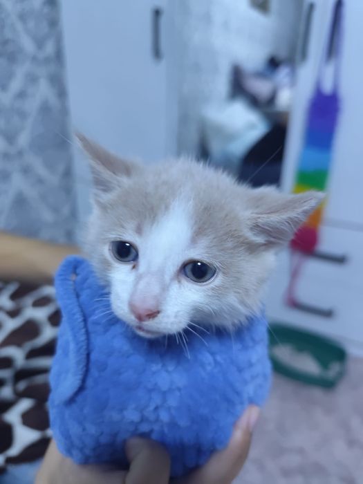 Котята милашки...