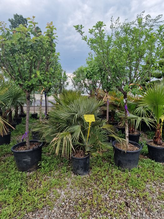 Vand pomi fructiferi la ghiveci pe rod