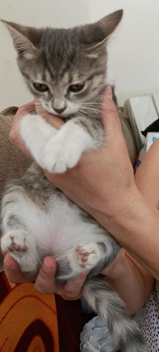 Пристраиваются только в добрые руки котята мальчики,3 месяца!